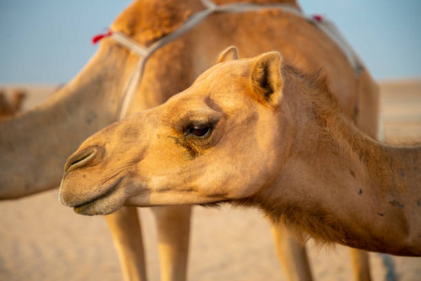 istock Close-up of young camel 1184329953