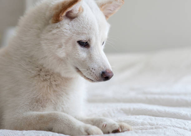 istock White shiba inu japanese dog 1184332823