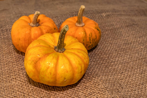 istock close small pumpkins on wicker fabric 1184334611