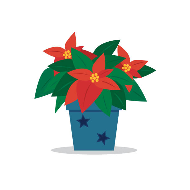 poinsettia A pot of poinsettia for chriatmas or new year. christmas stars stock illustrations