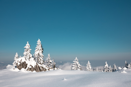 Idyllic winter landscape with snowcapped trees.