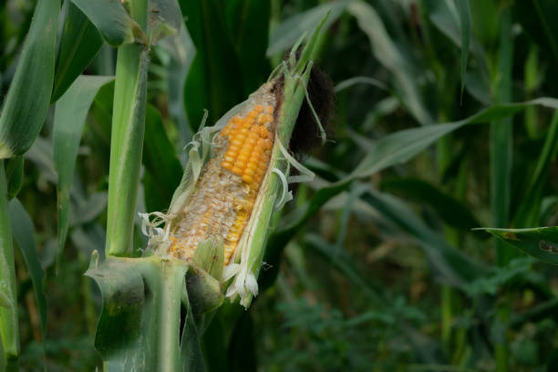corn maze damaged stock photo