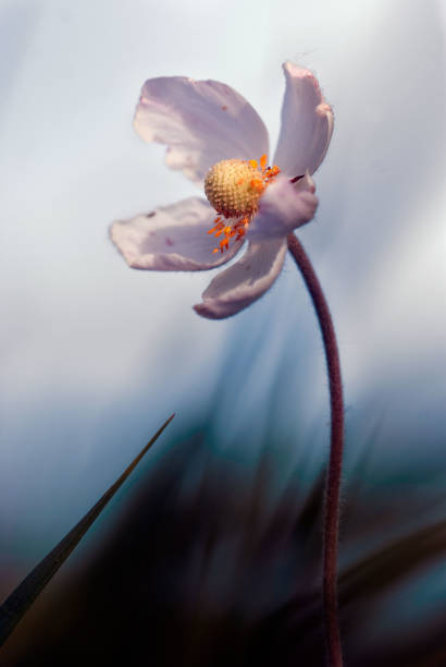 istock Lonely flower in the field at sunset 1184343104