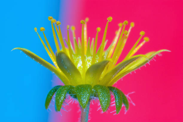istock A flower resembling a crown on bright and colorful background 1184343164