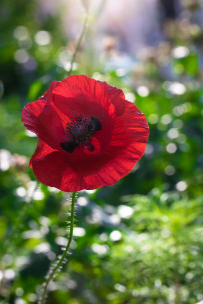 istock Red poppy flower back lit 1184343678