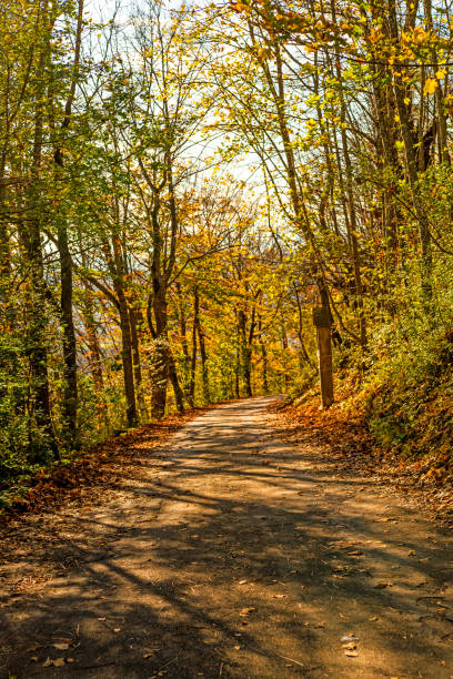 Forest in autumn with calvary way in light and shadow