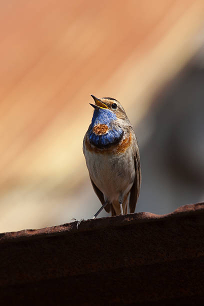 pettazzurro (luscinia svecica) - bird warbler birdsong singing foto e immagini stock