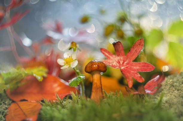 istock Forest plants and mushrooms in autumn, macro. Selective focus 1184346570