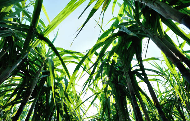 istock Closeup of sugarcane plants growing at field 1184348993