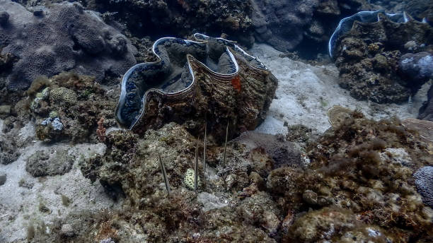 istock Giant Clams at Pagkilatan #3 1184349618