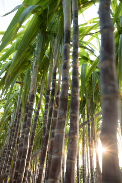 istock Closeup of sugarcane plants growing at field 1184349623