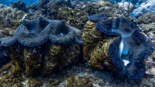 istock Giant Clams at Pagkilatan #4 1184349628