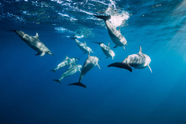 istock Spinner dolphins underwater in blue ocean. Dolphins family at Mauritius 1184349631