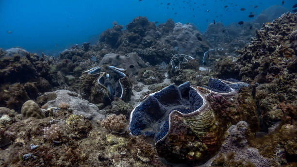 Giant Clams at Pagkilatan #10