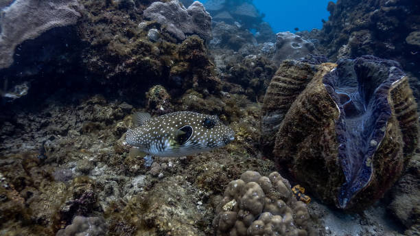 istock Giant Clams at Pagkilatan #11 1184349685