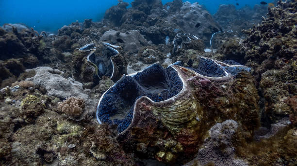 istock Giant Clams at Pagkilatan #16 1184349719