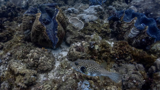 istock Giant Clams at Pagkilatan #18 1184349733