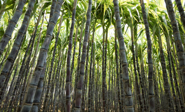 istock Closeup of sugarcane plants growing at field 1184349769