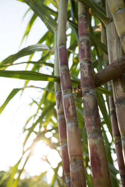 istock Closeup of sugarcane plants growing at field 1184349810