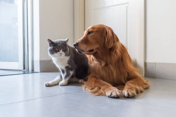 istock British shorthair and golden retriever friendly 1184349864