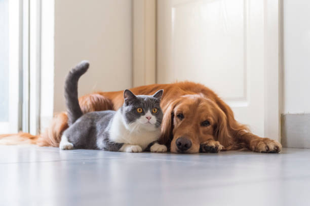 istock British shorthair and golden retriever friendly 1184349880