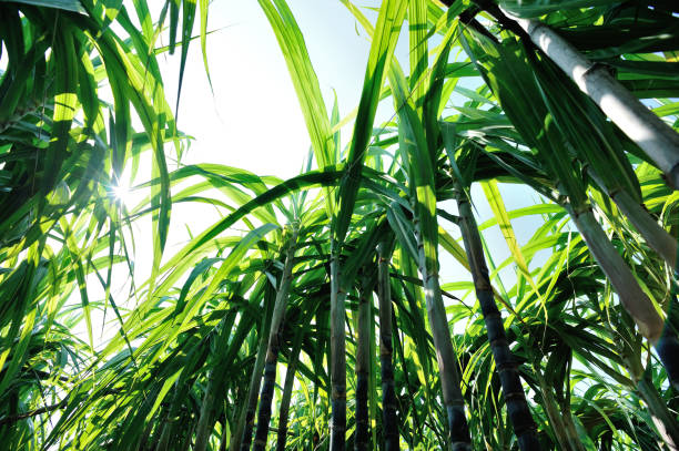 istock Closeup of sugarcane plants growing at field 1184349965
