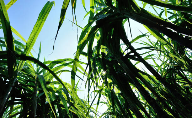 istock Closeup of sugarcane plants growing at field 1184351655