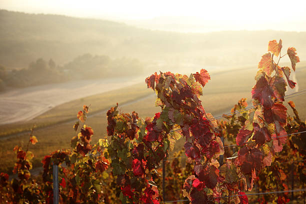 winnica - napa valley vineyard autumn california zdjęcia i obrazy z banku zdjęć