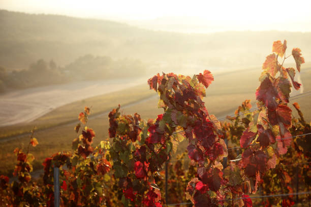 vinha - napa valley vineyard autumn california imagens e fotografias de stock