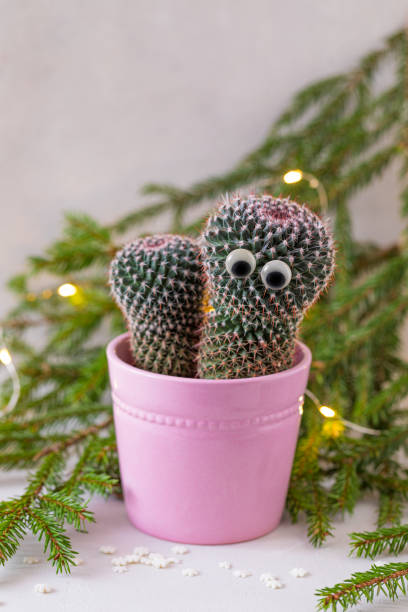 istock Cactus with googly eyes, potted in pink, over the fir-tree branches background 1184352181
