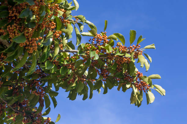 Roundleaf Tree 210+ Roundleaf Stock Photos, Pictures & Royalty-Free Images - iStock