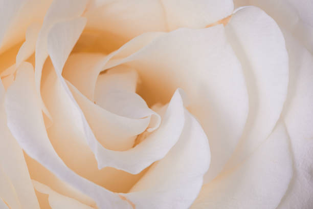 istock Beige rose flower petals macro background, toned 1184352726