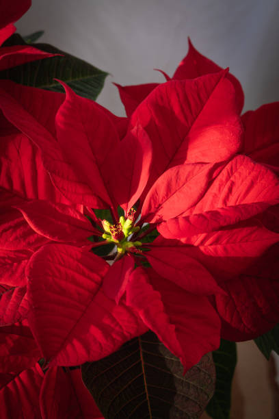 istock Christmas fresh red poinsettia macro background, toned 1184352754