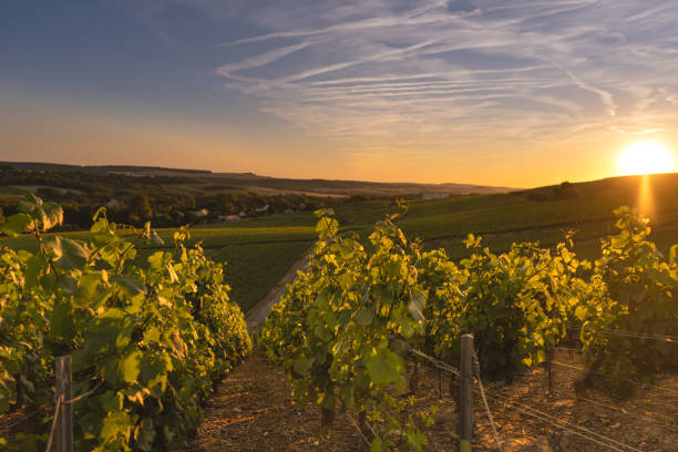 istock Vineyard at sunset in france 1184352762