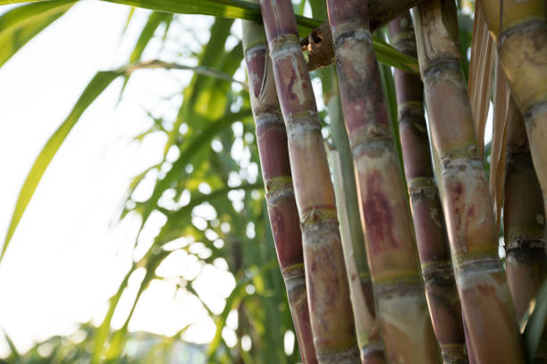 istock Closeup of sugarcane plants growing at field 1184353027