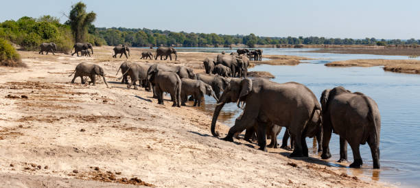 istock African Elephants (Loxodonta africana) crossing the Chobe River in Chobe National Park - Botswana 1184353054