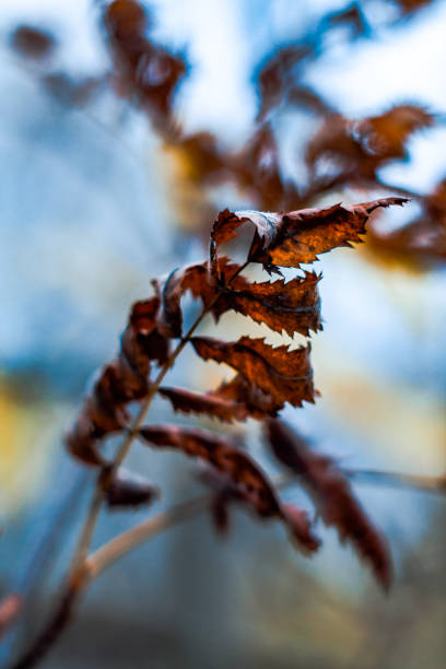 istock Yellow leaves in autumn 1184353202