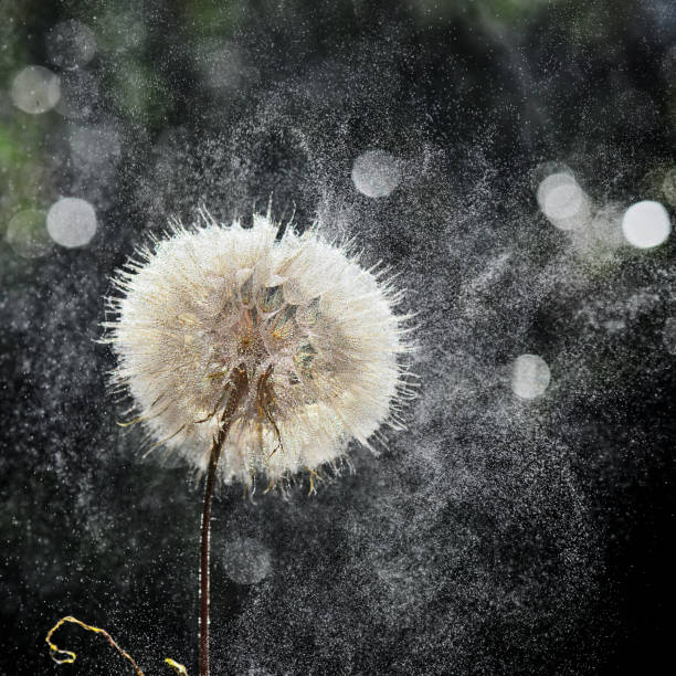 wassertropfen auf löwenzahn vor dunklem hintergrund - dandelion water dandelion seed dew stock-fotos und bilder