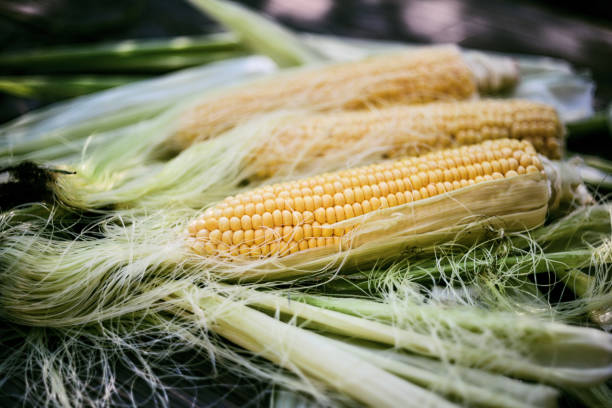 나무 테이블에 신선한 옥수수 귀 - corn corn crop corn on the cob isolated 뉴스 사진 이미지