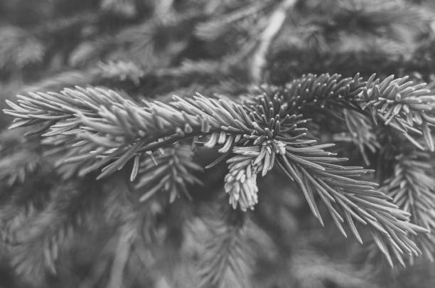 istock Detail of a coniferous tree branch, Black and White 1184353369