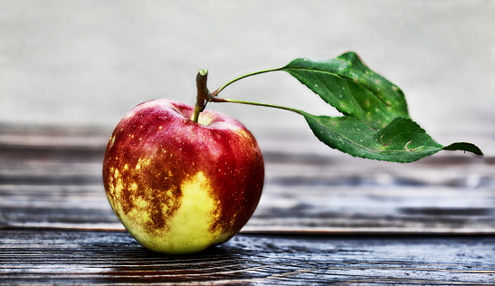 Close-up of an apple laying on the ground between blades of grass. One green apple fall down from a tree onto the meadow under the tree.  Blurred background, focus on the apple. Top view