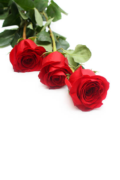 Red roses stock photo