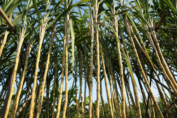 istock Closeup of sugarcane plants growing at field 1184354564