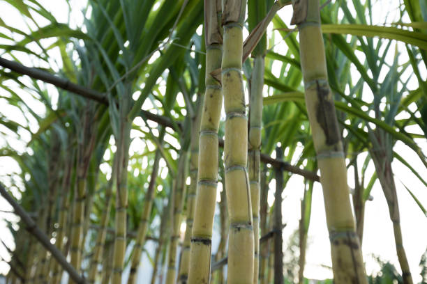 istock Closeup of sugarcane plants growing at field 1184355329