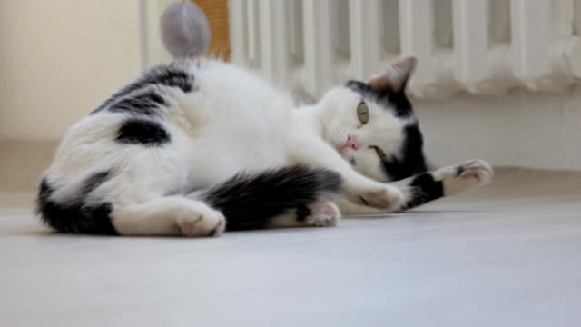 White domestic cat with black spots, playing, swinging on the floor and looking at the camera, white background