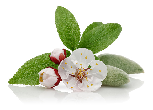 Almond flower and bud with leaves isolated on white background