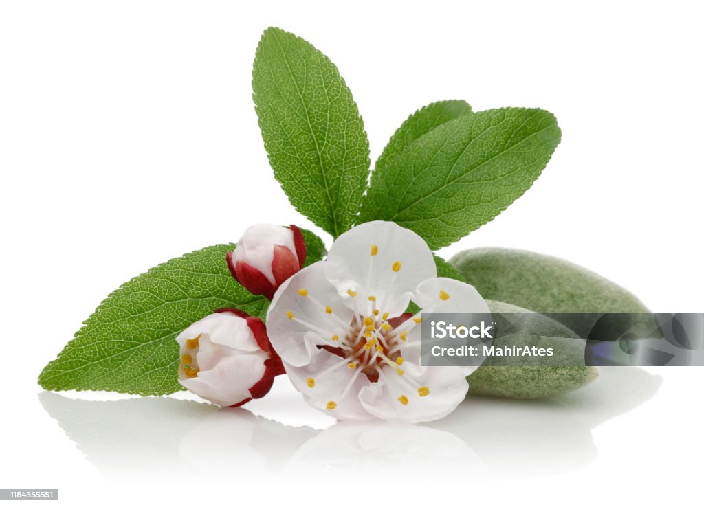 Almond flower and bud with leaves isolated Almond flower and bud with leaves isolated on white background Almond Tree Stock Photo