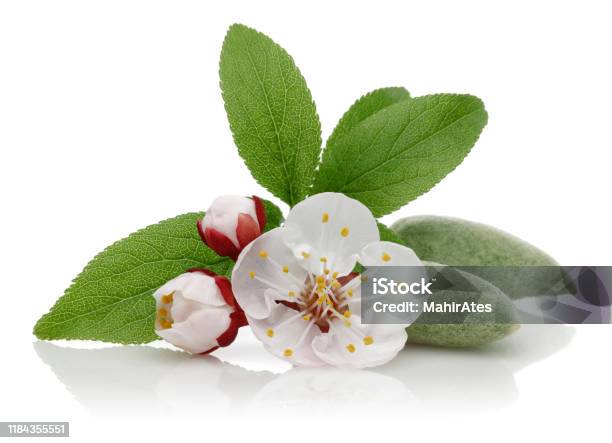 Almond Flower And Bud With Leaves Isolated Stock Photo - Download Image Now - Almond Tree, Almond, Flower