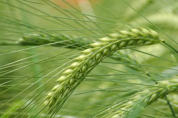 Green corn ear closeup, ears detail on a green field