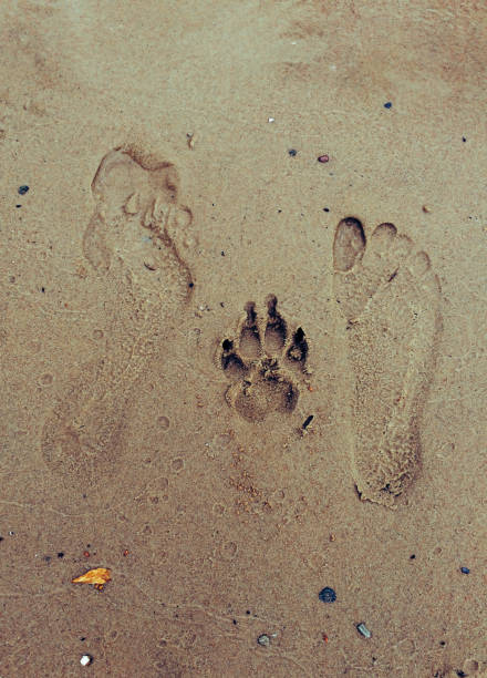 istock Foot print - he, she and dog 1184358064